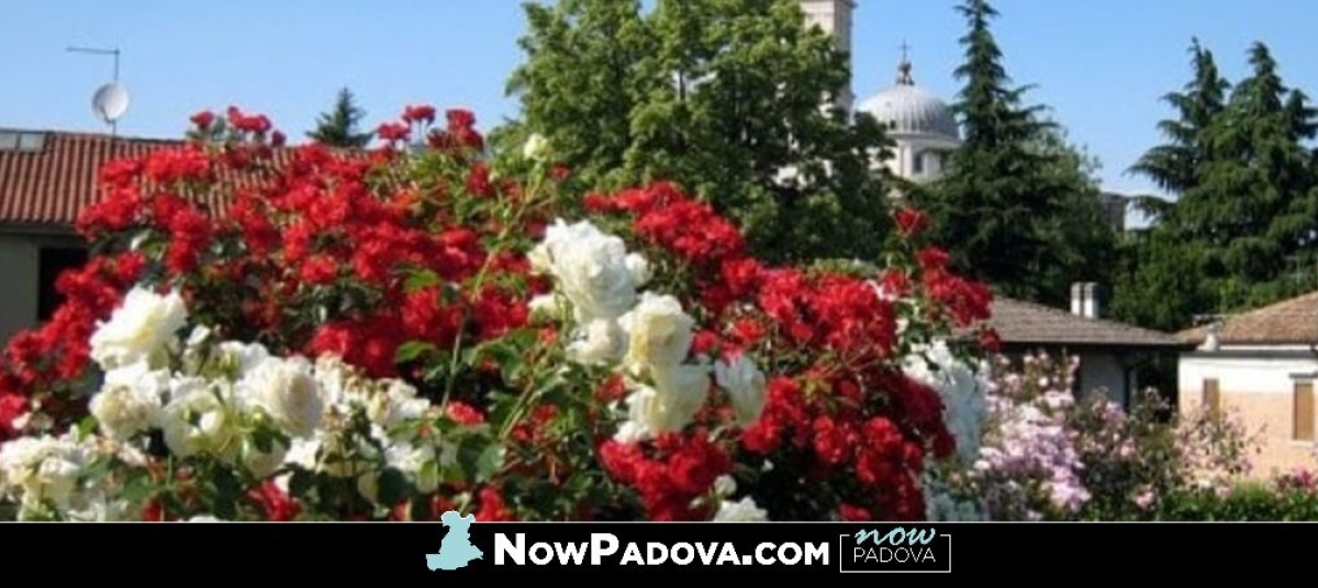 roseto_padova
